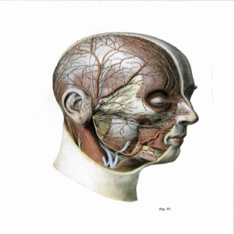 head